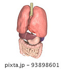 人体　解剖図　内臓　肺　心臓　胃　肝臓　膵臓　腎臓　脾臓　胆嚢　小腸　大腸(3DCGイメージ) 93898601