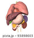 人体　解剖図　内臓　肺　心臓　胃　肝臓　膵臓　腎臓　脾臓　胆嚢(3DCGイメージ) 93898603