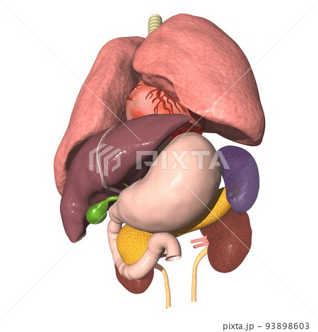 人体 解剖図 内臓 肺 心臓 胃 肝臓 膵臓 腎臓 脾臓 胆嚢(3DCGイメージ) 人体 解剖図 内臓 肺 心臓 胃 肝臓 膵臓 腎臓 脾臓 胆嚢(3DCGイメージ) 93898603