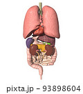 人体　背中側　内臓　肺　心臓　胃　肝臓　膵臓　腎臓　脾臓　胆嚢　小腸　大腸(3DCGイメージ) 93898604