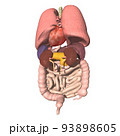 人体　背中側　内臓　肺　心臓　胃　肝臓　膵臓　腎臓　脾臓　胆嚢　小腸　大腸(3DCGイメージ) 93898605