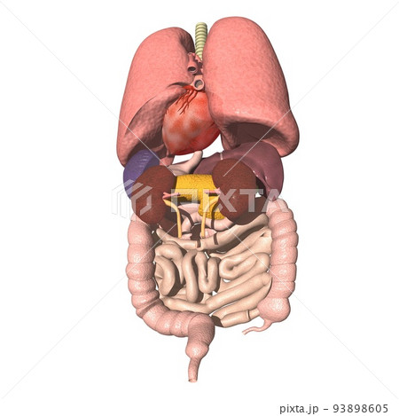 人体　背中側　内臓　肺　心臓　胃　肝臓　膵臓　腎臓　脾臓　胆嚢　小腸　大腸(3DCGイメージ) 93898605