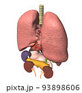 人体　解剖図　背中側　肺　心臓　胃　肝臓　膵臓　腎臓　脾臓　胆嚢(3DCGイメージ) 93898606