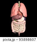 人体　解剖図　内臓　肺　心臓　胃　肝臓　膵臓　腎臓　脾臓　胆嚢　小腸　大腸(3DCGイメージ) 93898607