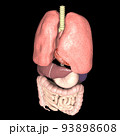 人体　解剖図　内臓　肺　心臓　胃　肝臓　膵臓　腎臓　脾臓　胆嚢　小腸　大腸(3DCGイメージ) 93898608
