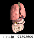 人体　解剖図　内臓　肺　心臓　胃　肝臓　膵臓　腎臓　脾臓　胆嚢　小腸　大腸(3DCGイメージ) 93898609