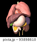 人体　解剖図　内臓　肺　心臓　胃　肝臓　膵臓　腎臓　脾臓　胆嚢(3DCGイメージ) 93898610