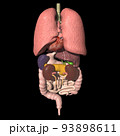 人体　背中側　内臓　肺　心臓　胃　肝臓　膵臓　腎臓　脾臓　胆嚢　小腸　大腸(3DCGイメージ) 93898611