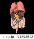 人体　背中側　内臓　肺　心臓　胃　肝臓　膵臓　腎臓　脾臓　胆嚢　小腸　大腸(3DCGイメージ) 93898612