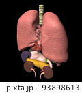 人体　解剖図　背中側　肺　心臓　胃　肝臓　膵臓　腎臓　脾臓　胆嚢(3DCGイメージ) 93898613