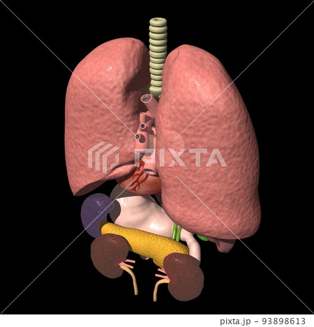 Location Of Organs In Human Body Back View Diagram - Infoupdate.org