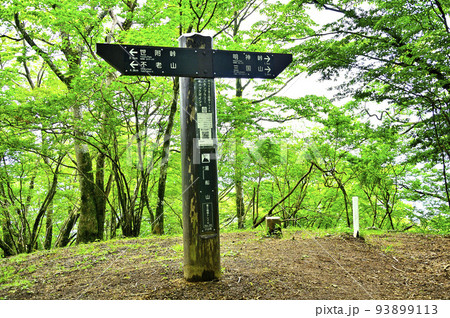 西丹沢の湯船山山頂 新緑の森 西丹沢の湯船山山頂 新緑の森 93899113
