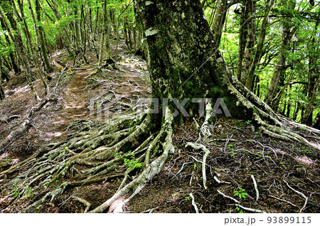 西丹沢の湯船山　県界尾根の登山道をふさぐブナ 93899115