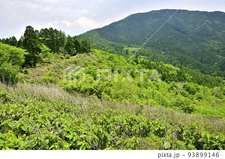 西丹沢のサンショウバラの丘　新緑の山頂より不老山を望む 93899146