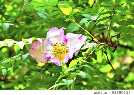 西丹沢の不老山　サンショウバラ 93899152