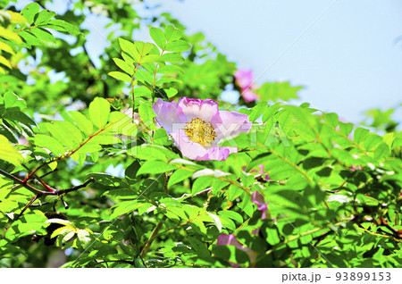 西丹沢の不老山　サンショウバラ 93899153