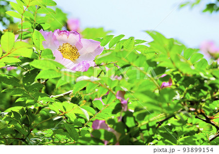 西丹沢の不老山　サンショウバラ 93899154