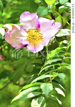 西丹沢の不老山 サンショウバラ 西丹沢の不老山 サンショウバラ 93899155