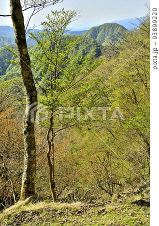 丹沢の甲相国境尾根 新緑の水晶沢ノ頭より箒沢権現山を望む 丹沢の甲相国境尾根 新緑の水晶沢ノ頭より箒沢権現山を望む 93899220