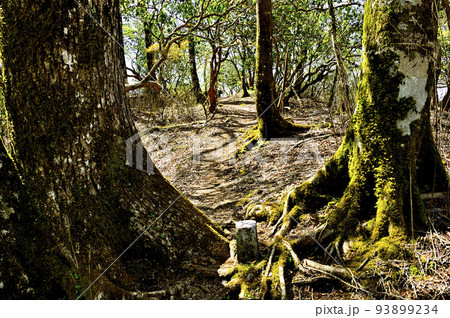 丹沢の甲相国境尾根 モロクボ沢ノ頭山頂 丹沢の甲相国境尾根 モロクボ沢ノ頭山頂 93899234