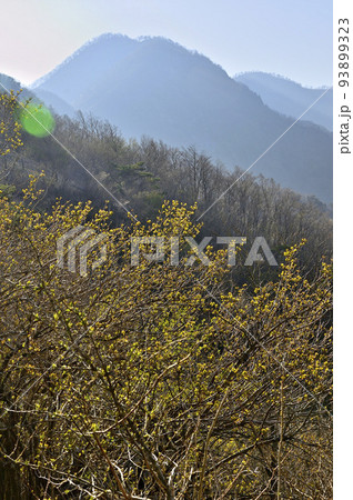 丹沢の大室山 新緑の犬越路より大笄、檜洞丸を望む 丹沢の大室山 新緑の犬越路より大笄、檜洞丸を望む 93899323