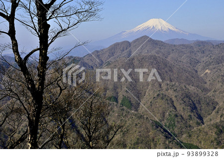 丹沢の丹沢主稜 大室山より望む富士山 丹沢の丹沢主稜 大室山より望む富士山 93899328