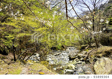 丹沢の加入道山 コブシ咲く新緑の白石沢 丹沢の加入道山 コブシ咲く新緑の白石沢 93899364