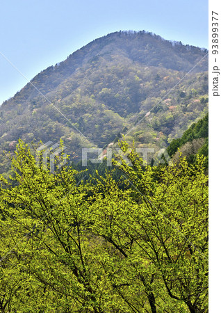 西丹沢　新緑の箒沢権現山 93899377