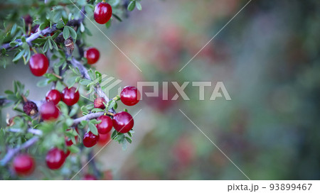 Red Wild fruits, in Patagonia Forest, Argentina 93899467