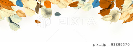 Colorful bright leaves isolated on white background 93899570