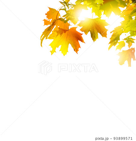Colorful bright leaves isolated on white background 93899571