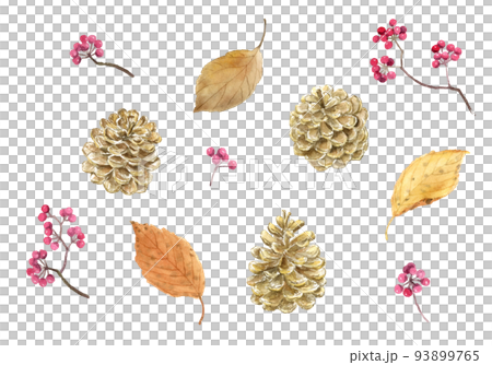 Watercolor illustration set of pine cones, dry leaves and mountain return vector Watercolor illustration set of pine cones, dry leaves and mountain return vector 93899765