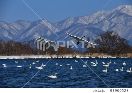 猪苗代湖の白鳥 猪苗代湖の白鳥 93900523