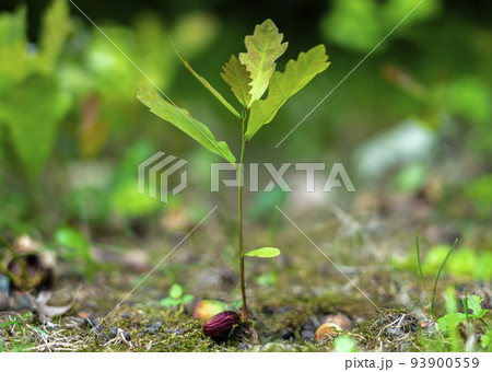 a young oak sprout sprouting from an acorn close-up on a blurred green background 93900559