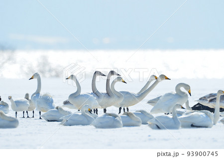猪苗代湖の白鳥 93900745