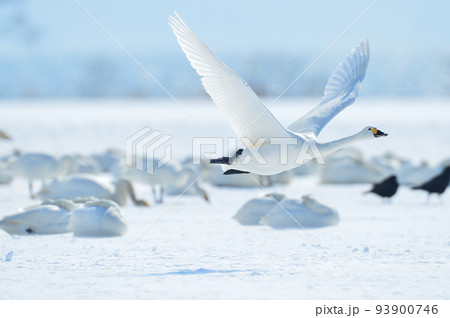 猪苗代湖の白鳥 93900746