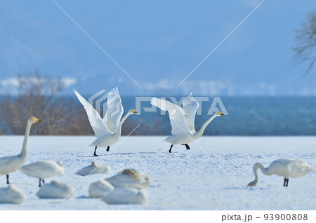 猪苗代湖の白鳥 猪苗代湖の白鳥 93900808