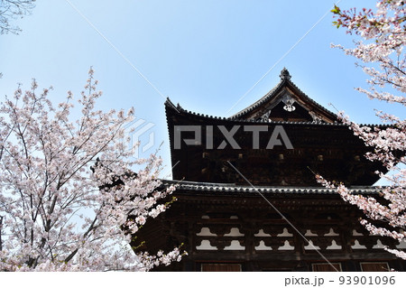 日本の京都府の京都市 春の東寺 満開の桜と歴史的建造物の金堂 日本の京都府の京都市 春の東寺 満開の桜と歴史的建造物の金堂 93901096