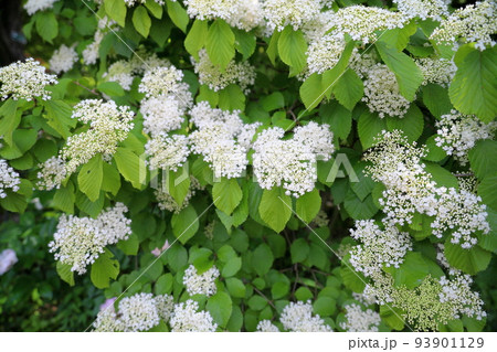 ガマズミの花 ガマズミの花 93901129