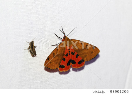 ベニシタヒトリ ベニシタヒトリ 93901206