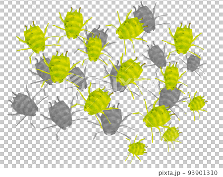 A lot of aphids, natural enemies of kitchen gardens 93901310