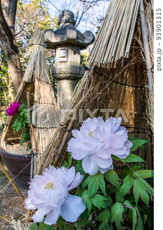 わら囲い(ワラボッチ)のある冬牡丹(八千代椿) わら囲い(ワラボッチ)のある冬牡丹(八千代椿) 93901315