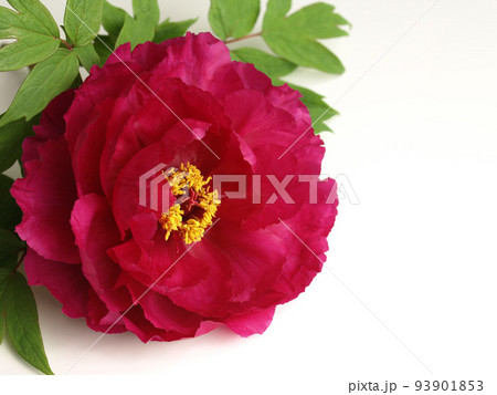 白背景に赤い牡丹の花が一輪、ボタンの花のクローズアップ 93901853