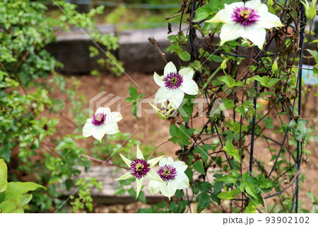 テッセンの花 テッセンの花 93902102