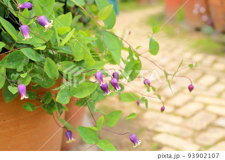 クレマチスの花 アディソニー クレマチスの花 アディソニー 93902107