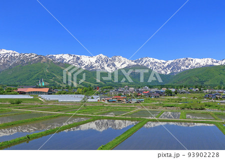 信州白馬の5月 残雪の北アルプス 信州白馬の5月 残雪の北アルプス 93902228