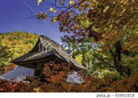 紅葉に包まれた霊松寺の山門 93902818