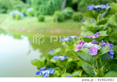 三重県津市　濃い紫色の紫陽花が咲くかざはやの里の池の周り 93902881