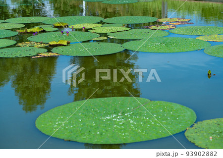 大きなトゲトゲがいっぱいのオニバスの花と葉 大きなトゲトゲがいっぱいのオニバスの花と葉 93902882
