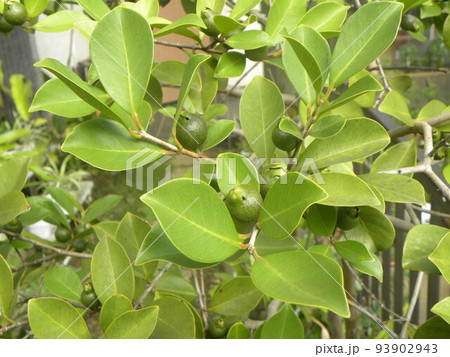 未だ未だ青いトロピカルフルーツヒメグァバの実 93902943